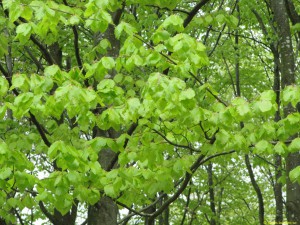Gröna löv