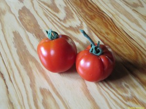 Nyskördade tomater