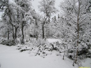 Vinter på Ollarsliden